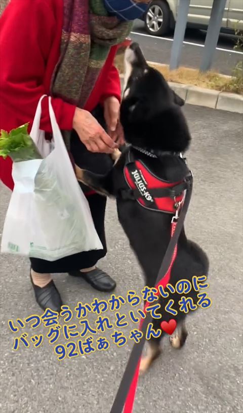 2足立ちで鼻近づけるワンコ