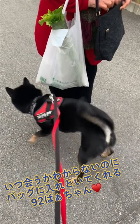 買い物袋の下にワンコ