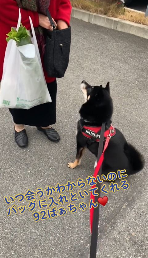 お座りワンコ
