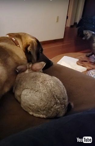 ワンコとウサギ