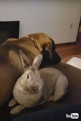 ワンコとウサギ