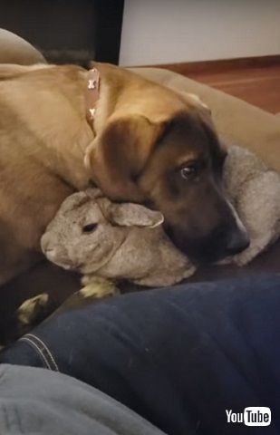 ワンコとウサギ