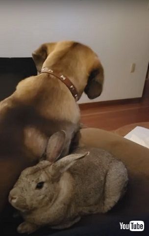 ワンコとウサギ