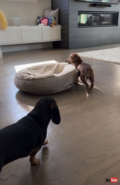 日当たりのいい場所にベッドを運ぶワンコ