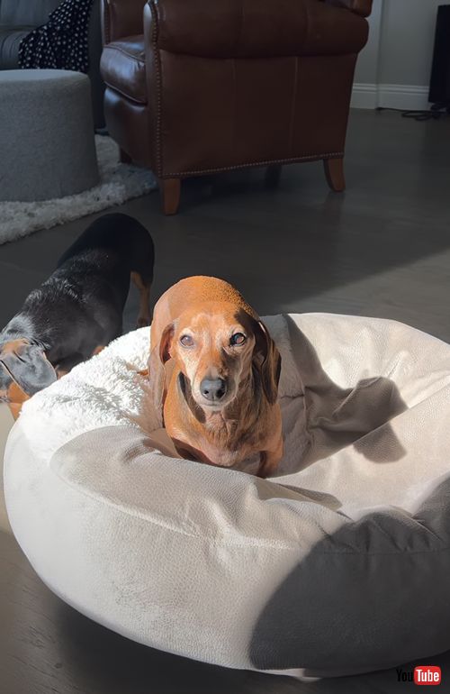 日当たりのいい場所にベッドを運ぶワンコ