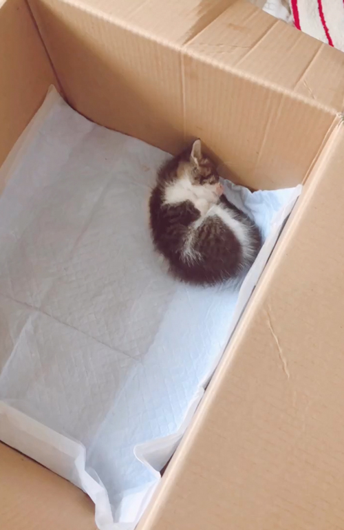 ダンボールに入れられ捨てられた猫を保護