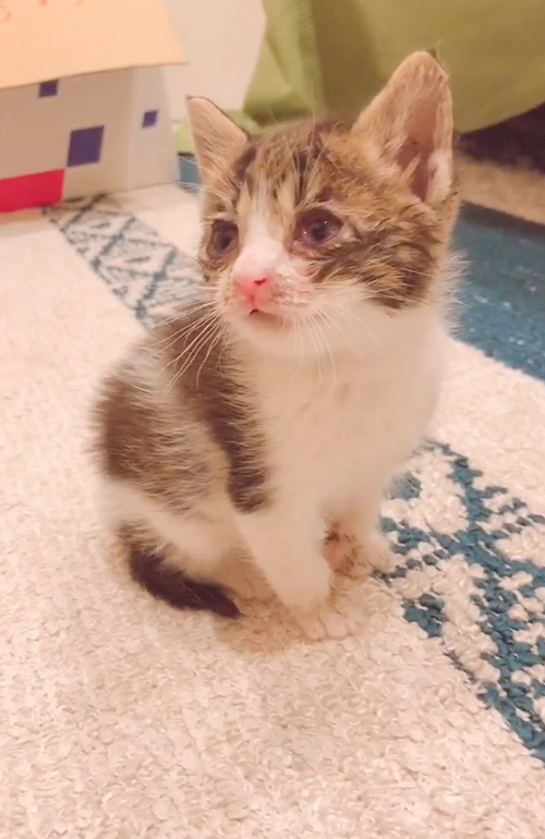 ダンボールに入れられ捨てられた猫を保護