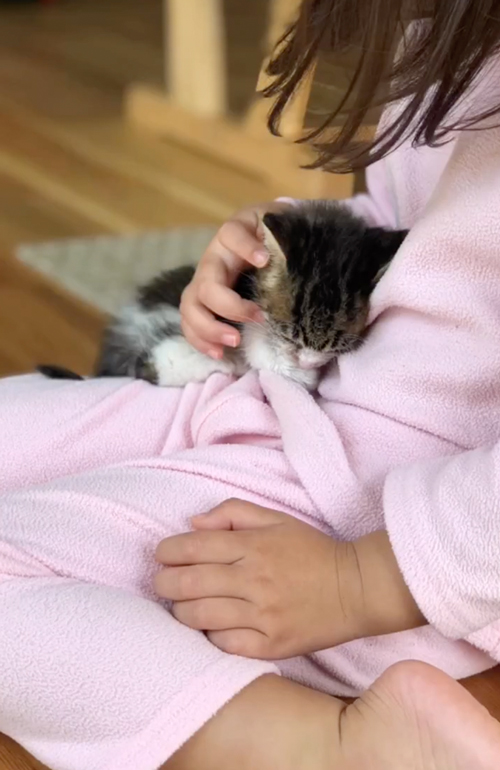 ダンボールに入れられ捨てられた猫を保護