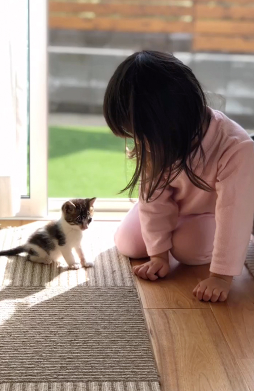 ダンボールに入れられ捨てられた猫を保護