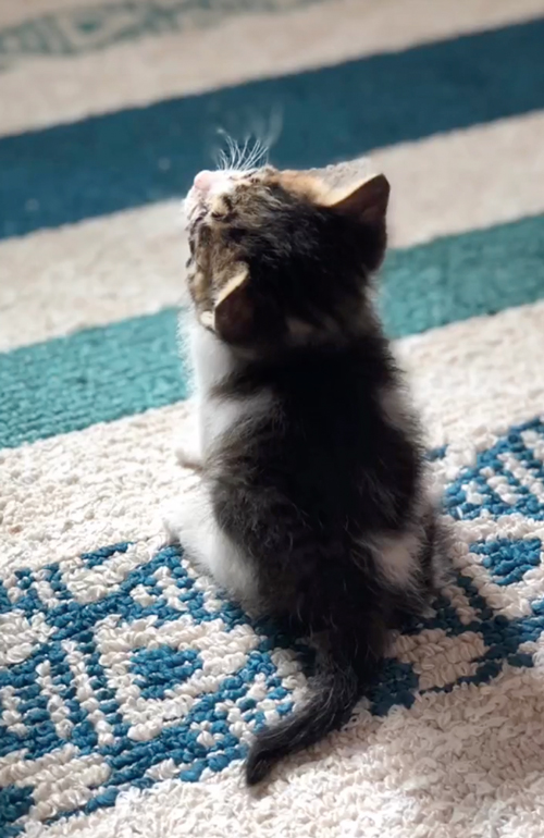 ダンボールに入れられ捨てられた猫を保護