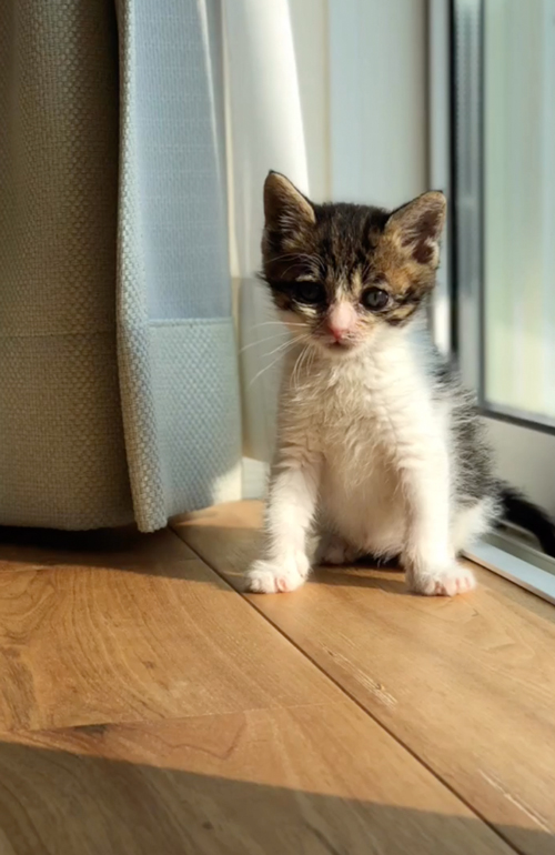 ダンボールに入れられ捨てられた猫を保護