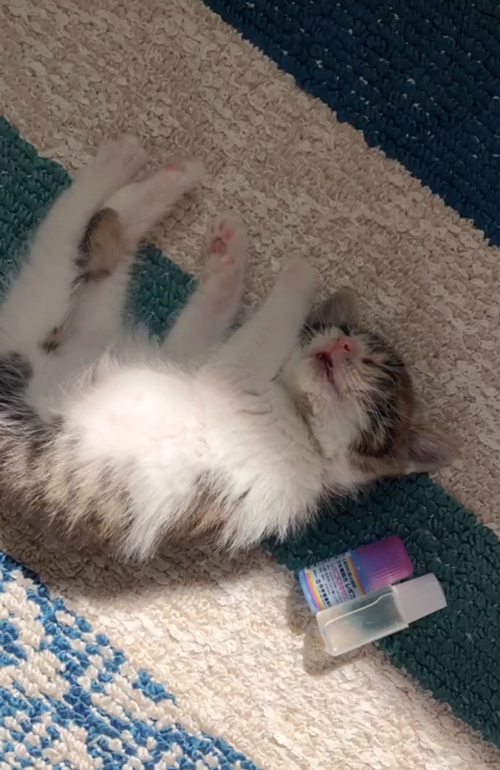 ダンボールに入れられ捨てられた猫を保護