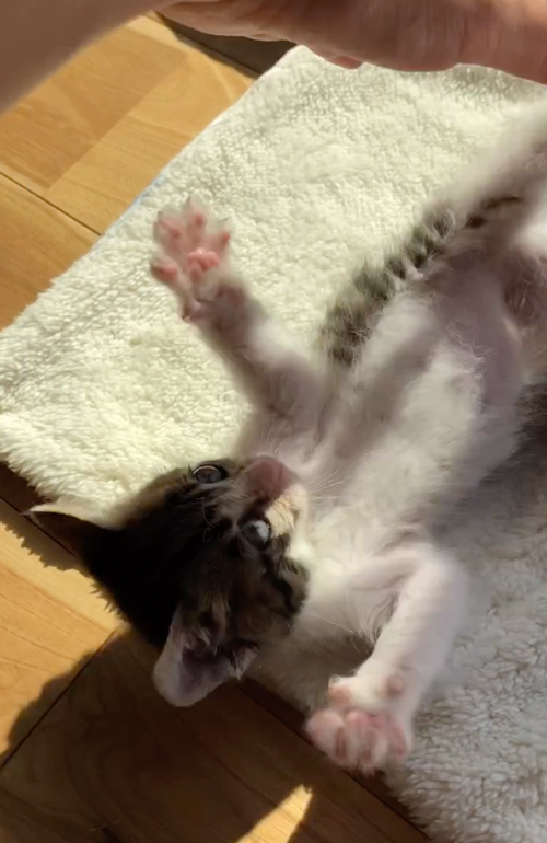 ダンボールに入れられ捨てられた猫を保護