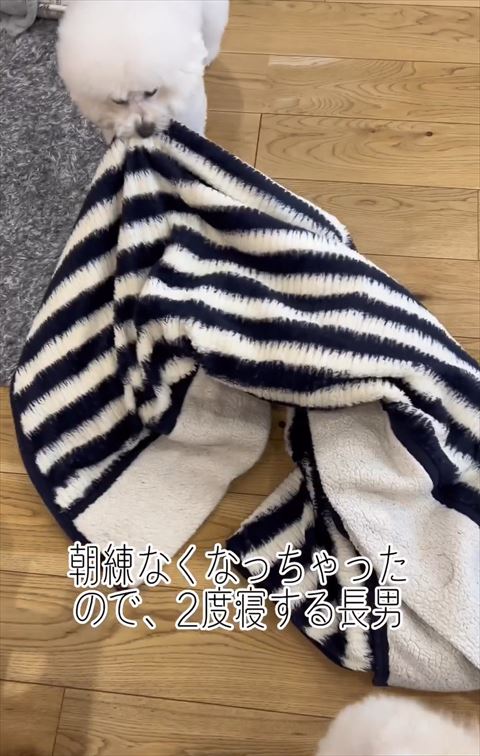 毛布をかける犬
