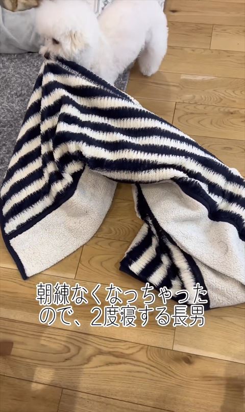 毛布をくわえて横向くワンコ