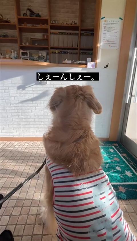 しぇんしぇーテロップ