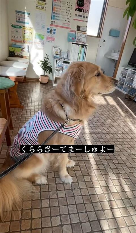 くららきーてまーしゅテロップ