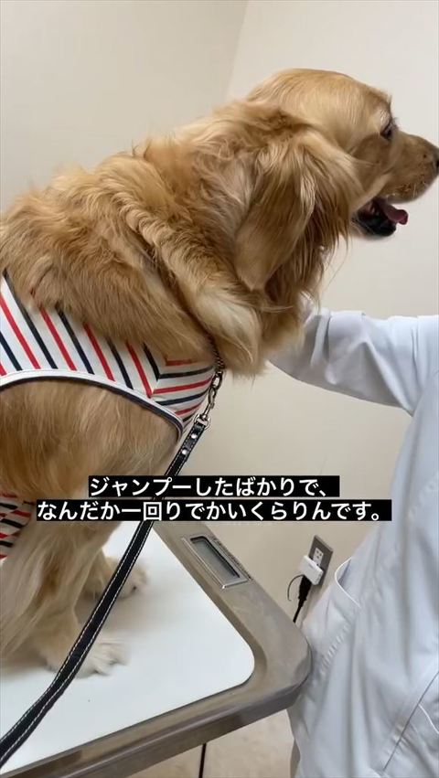 シャンプーしたばかりでテロップ