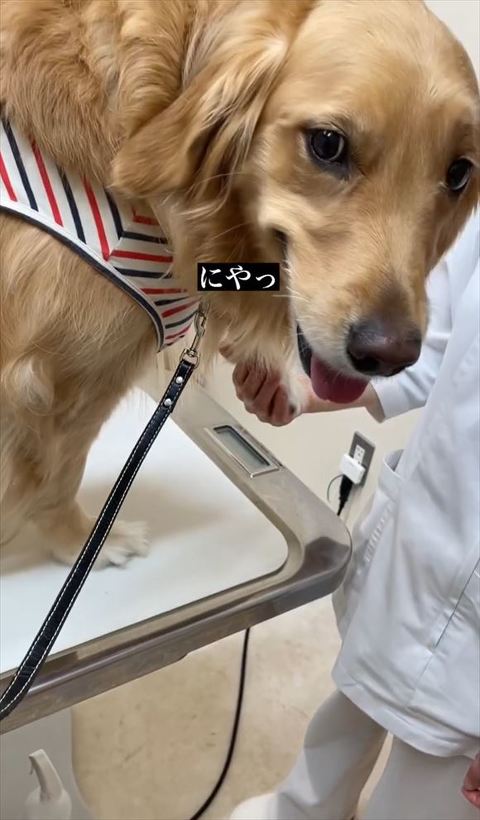 にやっテロップ