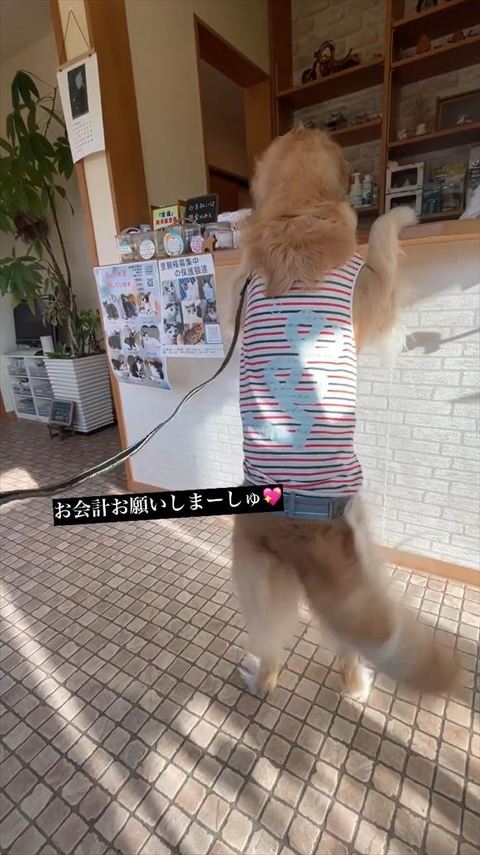 お会計お願いテロップ