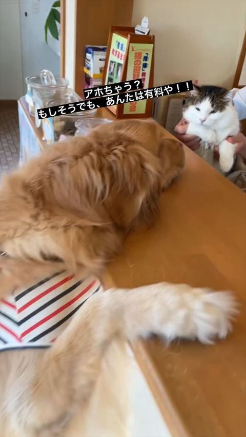 アホちゃうテロップ