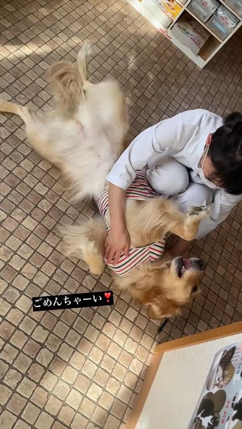 ごめんちゃ〜いテロップ