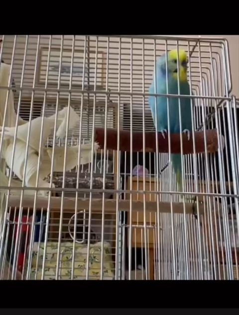 おしゃべりインコ