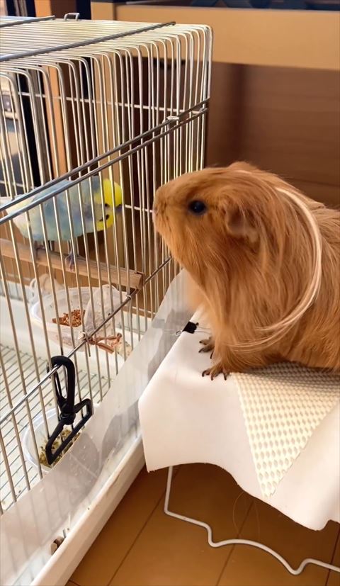 インコとモルモットアップ