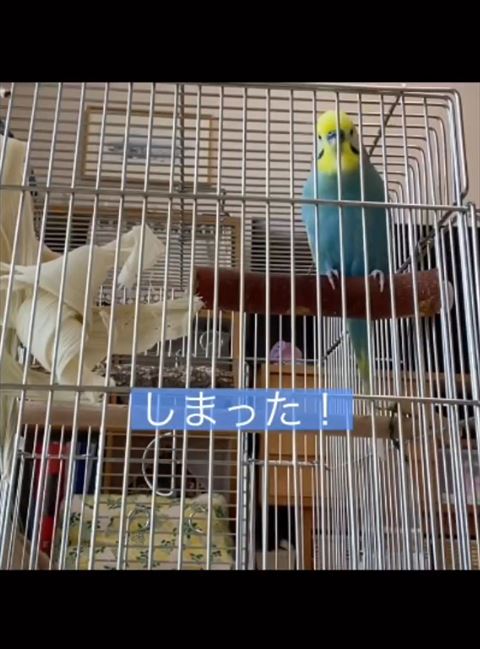 しまったテロップ