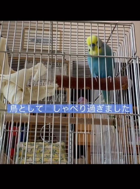 鳥として喋りすぎましたテロップ