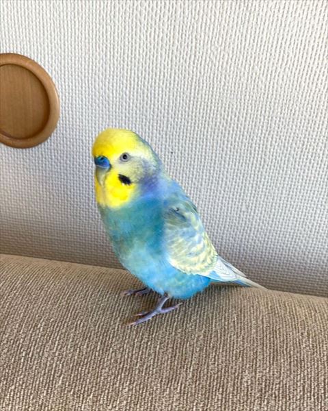 ソファにいるインコ