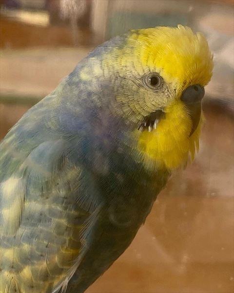 頭の羽が逆立ってる