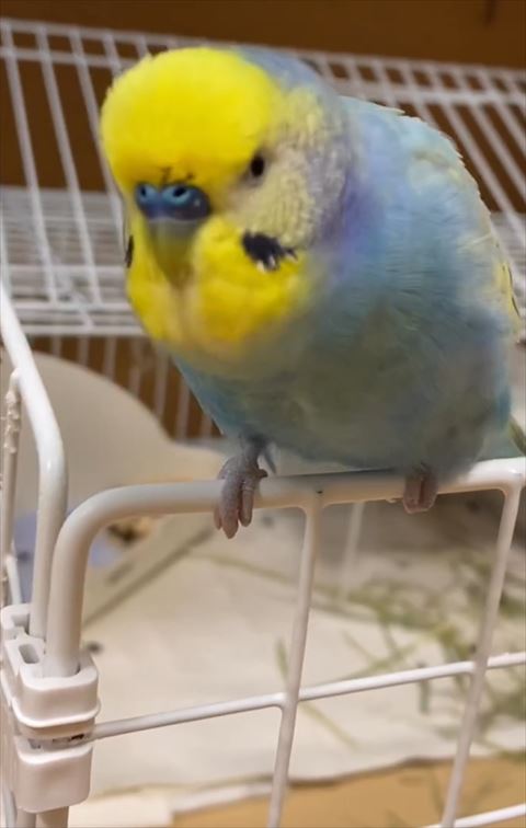 体をかがめてもふもふしてるインコ
