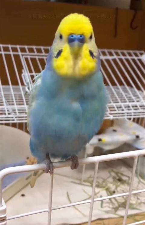 真っすぐ前を見るインコ