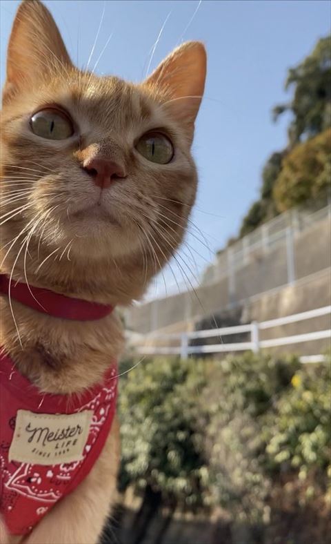 屋外アップ猫ちゃん