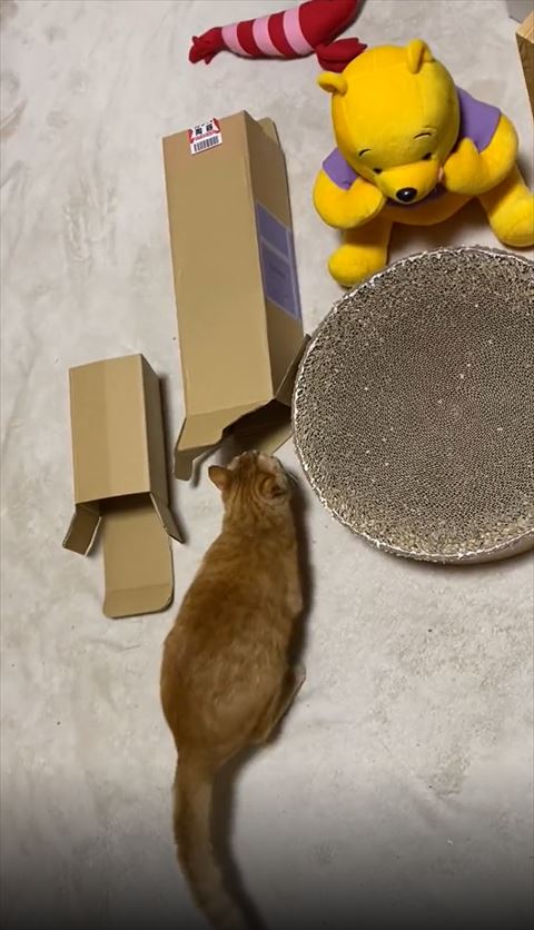 左にお尻フル猫