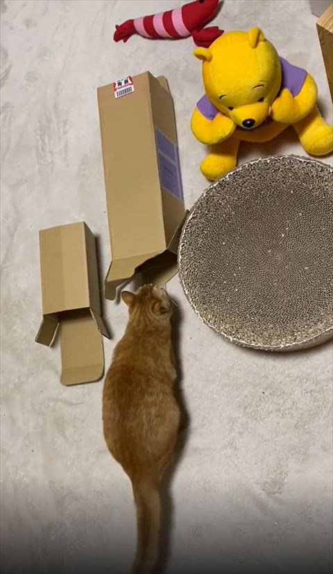 右のお尻振る猫