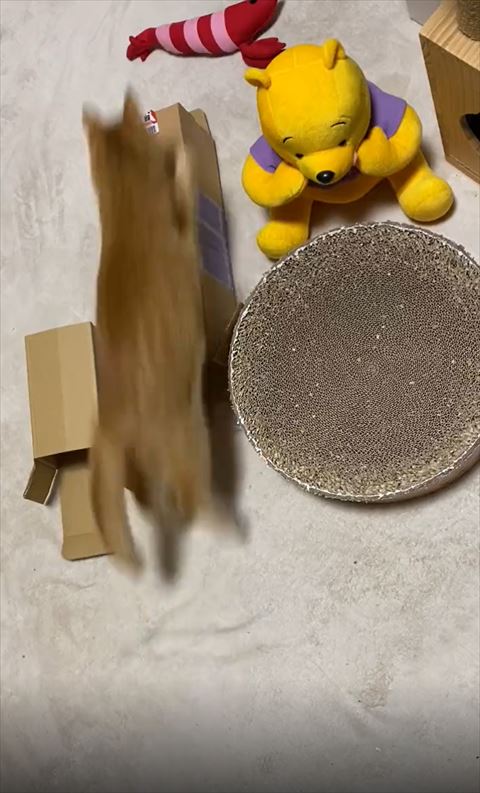 飛ぶ猫ちゃん
