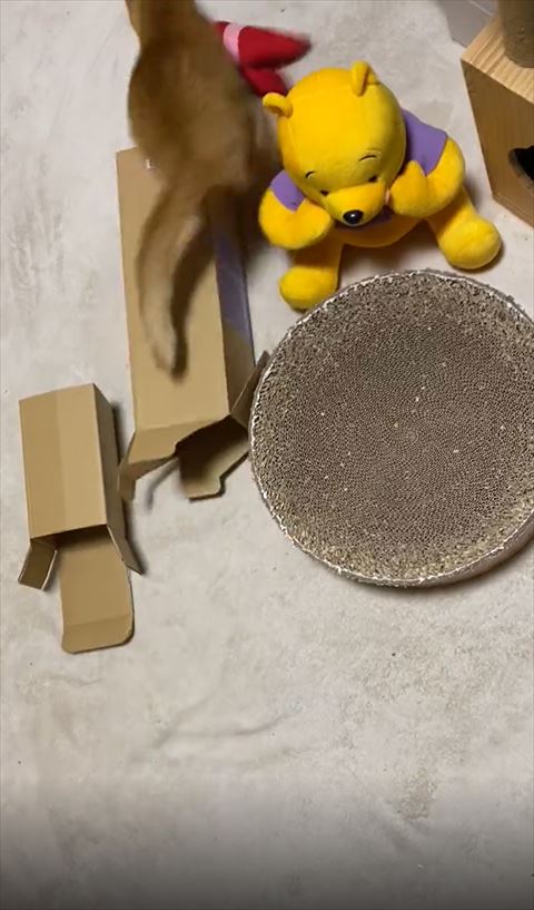 エビのぬいぐるみに飛びつく猫