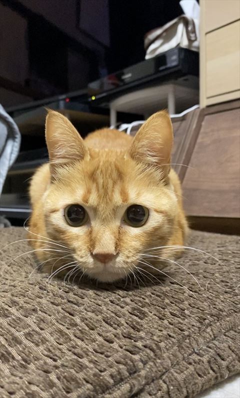 黒目がちでお手てないないしてる猫