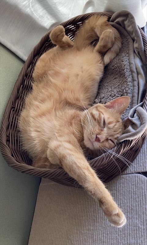 体伸ばして寝てる猫