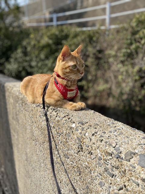 石壁の上で伏せしている猫