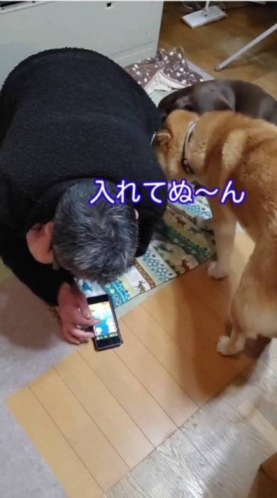 犬 まる君 ジェスロ君 ストーブ前