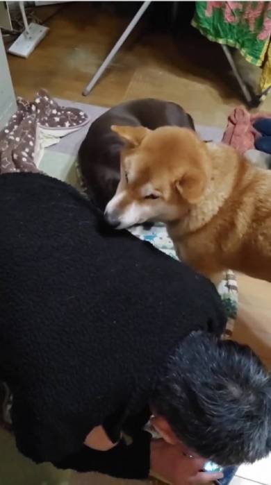 犬 まる君 ジェスロ君 ストーブ前