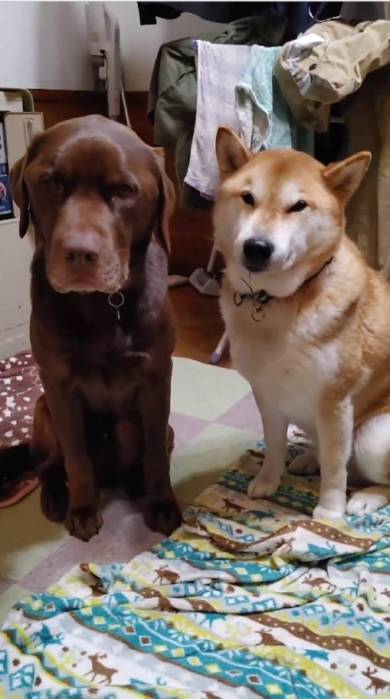 犬 まる君 ジェスロ君 ストーブ前