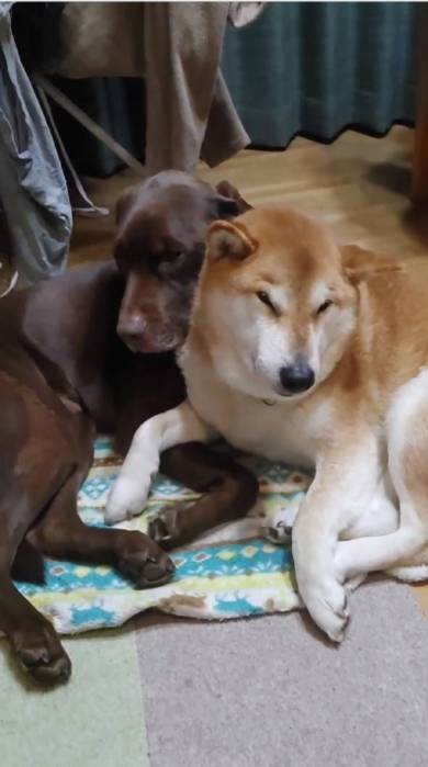 犬 まる君 ジェスロ君 ストーブ前