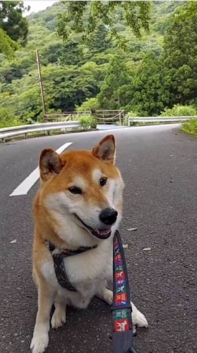 犬 まる君 ジェスロ君 ストーブ前