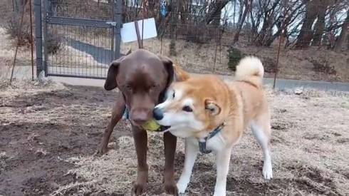 犬 まる君 ジェスロ君 ストーブ前