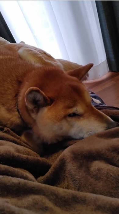 犬 まる君 ジェスロ君 ストーブ前