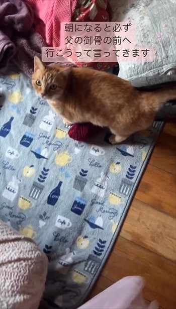 訴える猫ちゃん